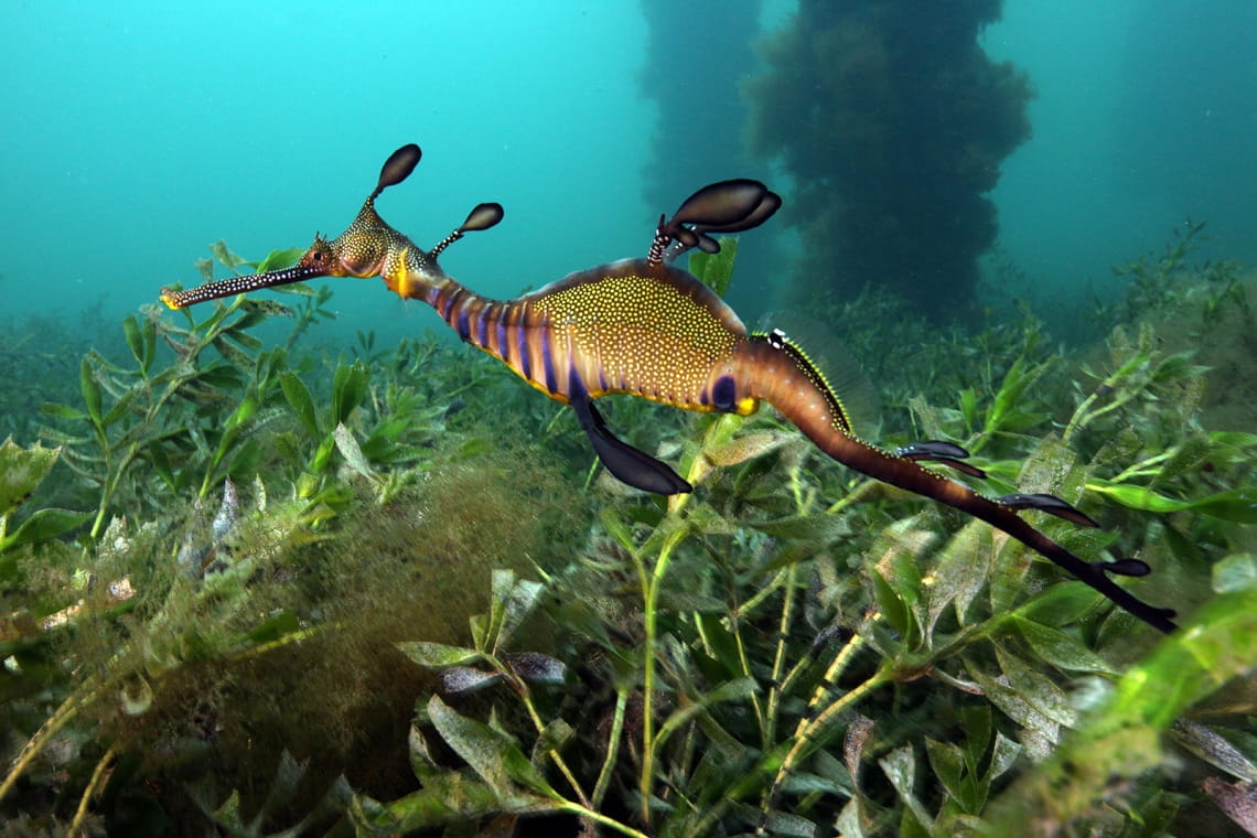 A weedy seadragon at Flinders Pier