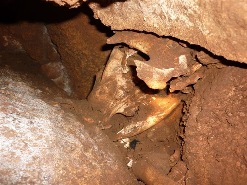 A fossil skull can be seen amongst brown-covered rocks.