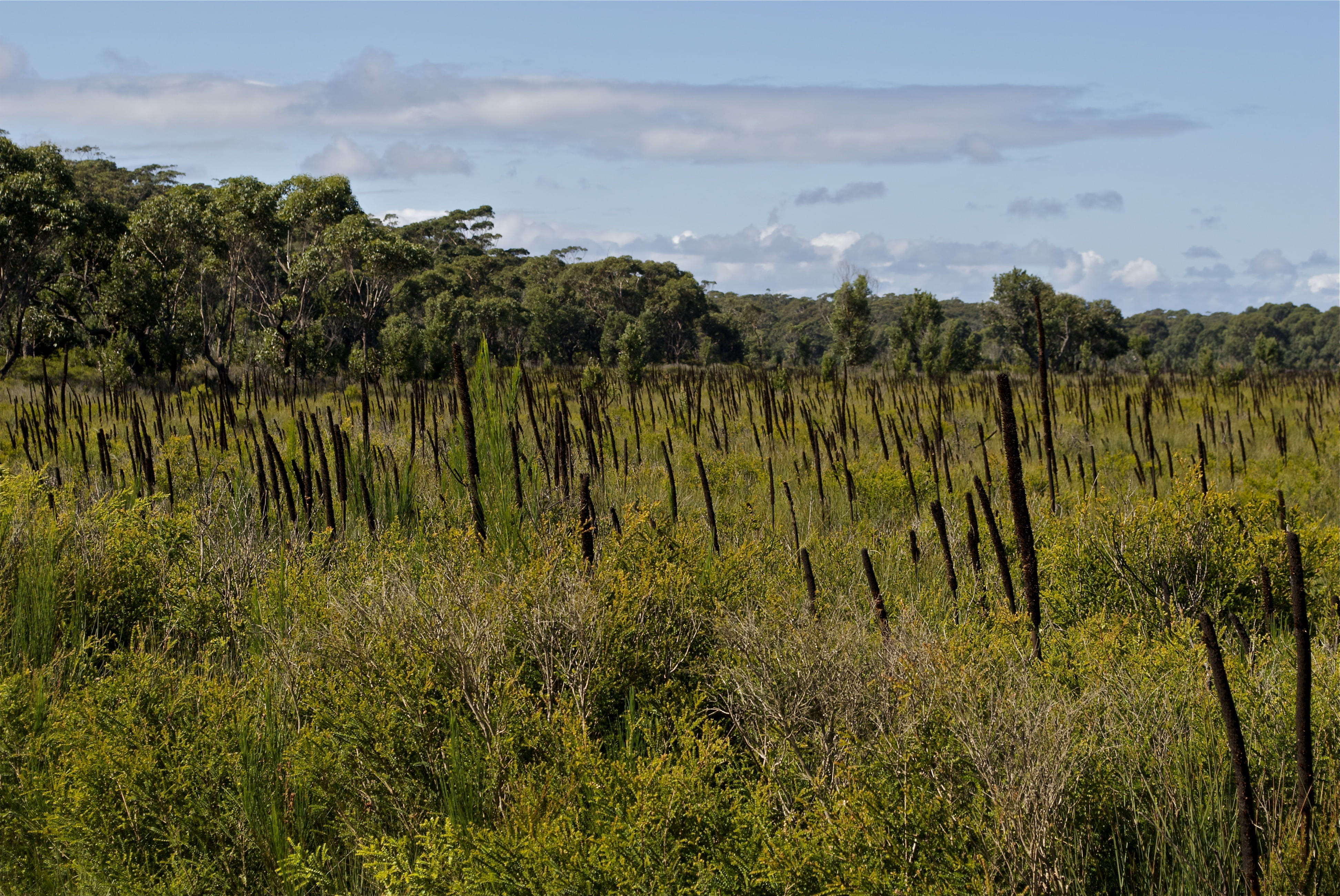 Heathland ecosystem, Cape Conran Coastal Park