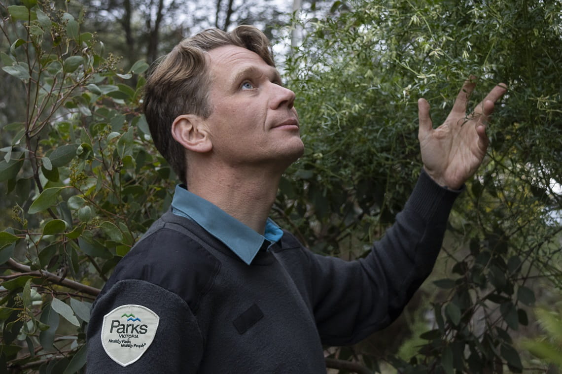 Ranger Alex Schipperen looking up at some tree branches.