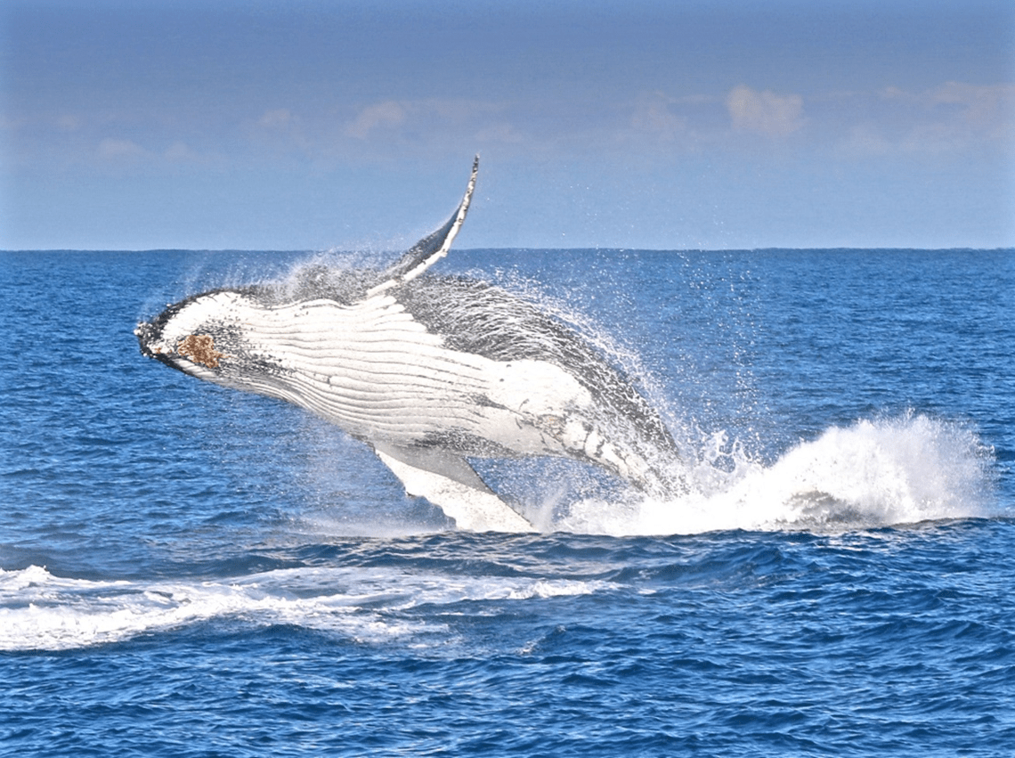 A humpback whale is flinging its 40 tonne bulk out of the water
