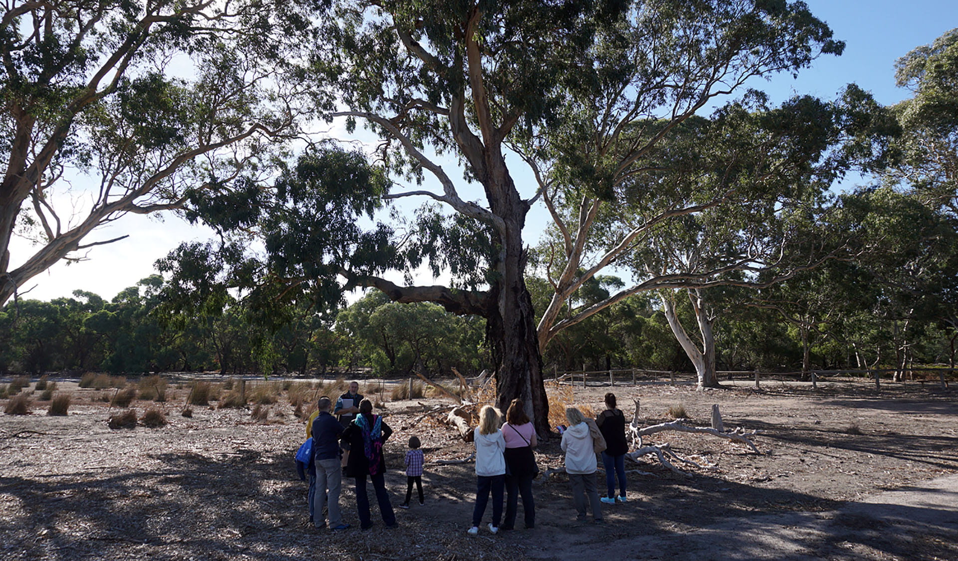 A ranger with a group of people in the shade of a tree at Braeside Park
