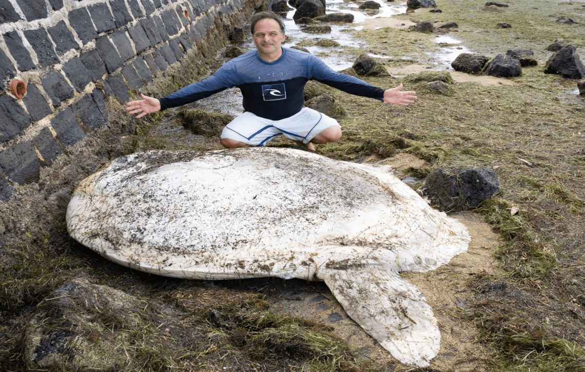 A deceased mola mola washed up on the beach with a man in the background, demonstrating size. 
