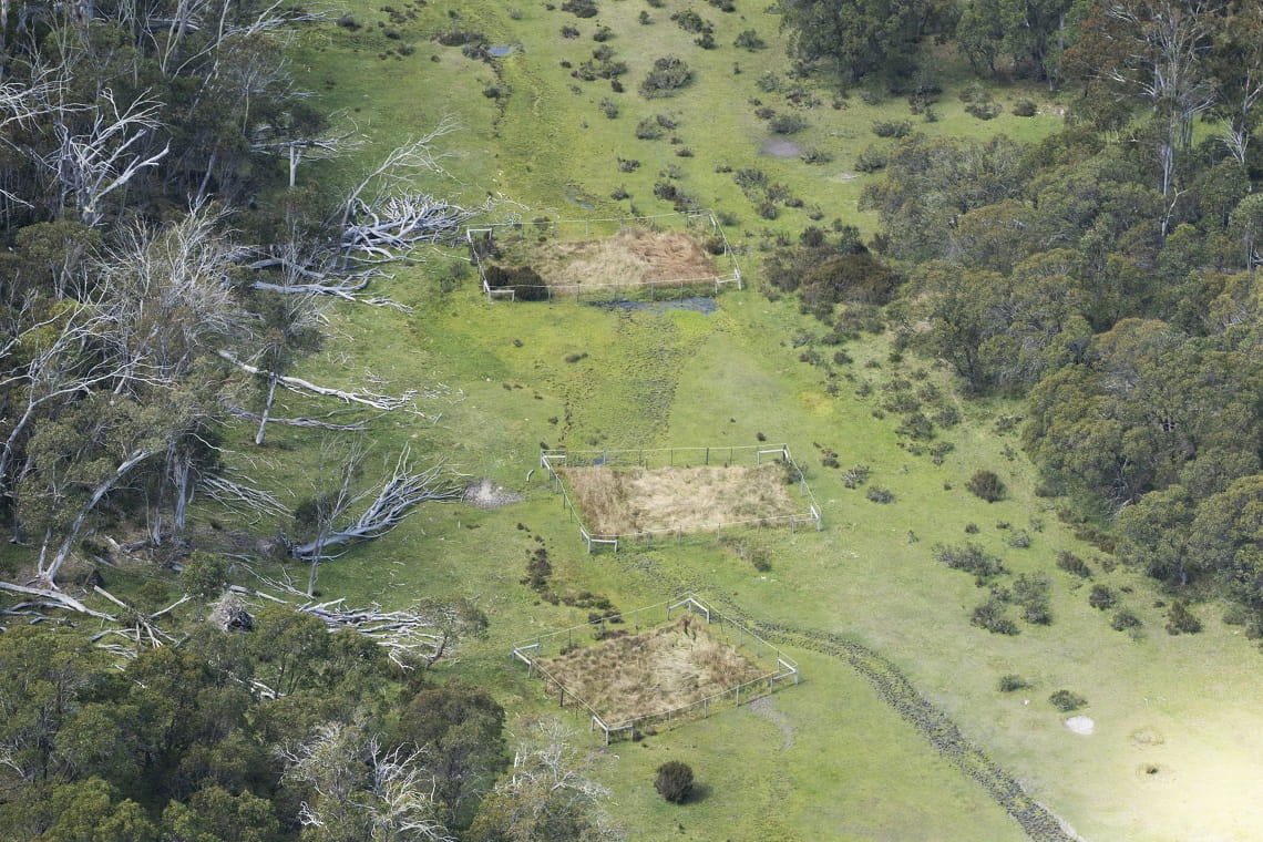 Exclusion plots at Cowombat Flat, Alpine National Park, showing protected vegetation inside the fence and feral horse damage outside.