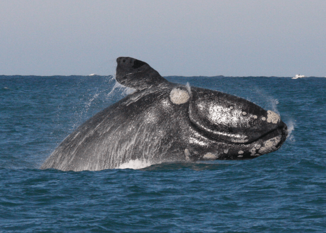 A southern Right Whale is flinging its body out of the water