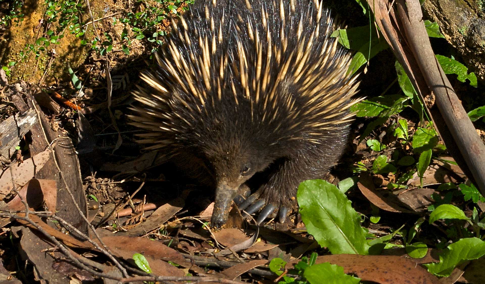 An echidna digs through the under growth in Brisbane Ranges National Park