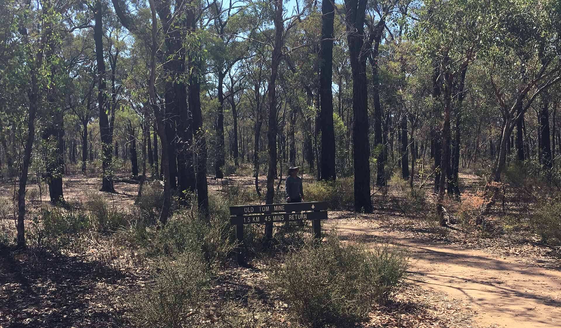 A man walks back along the path from Old Tom Mine in the Greater Bendigo National Park.