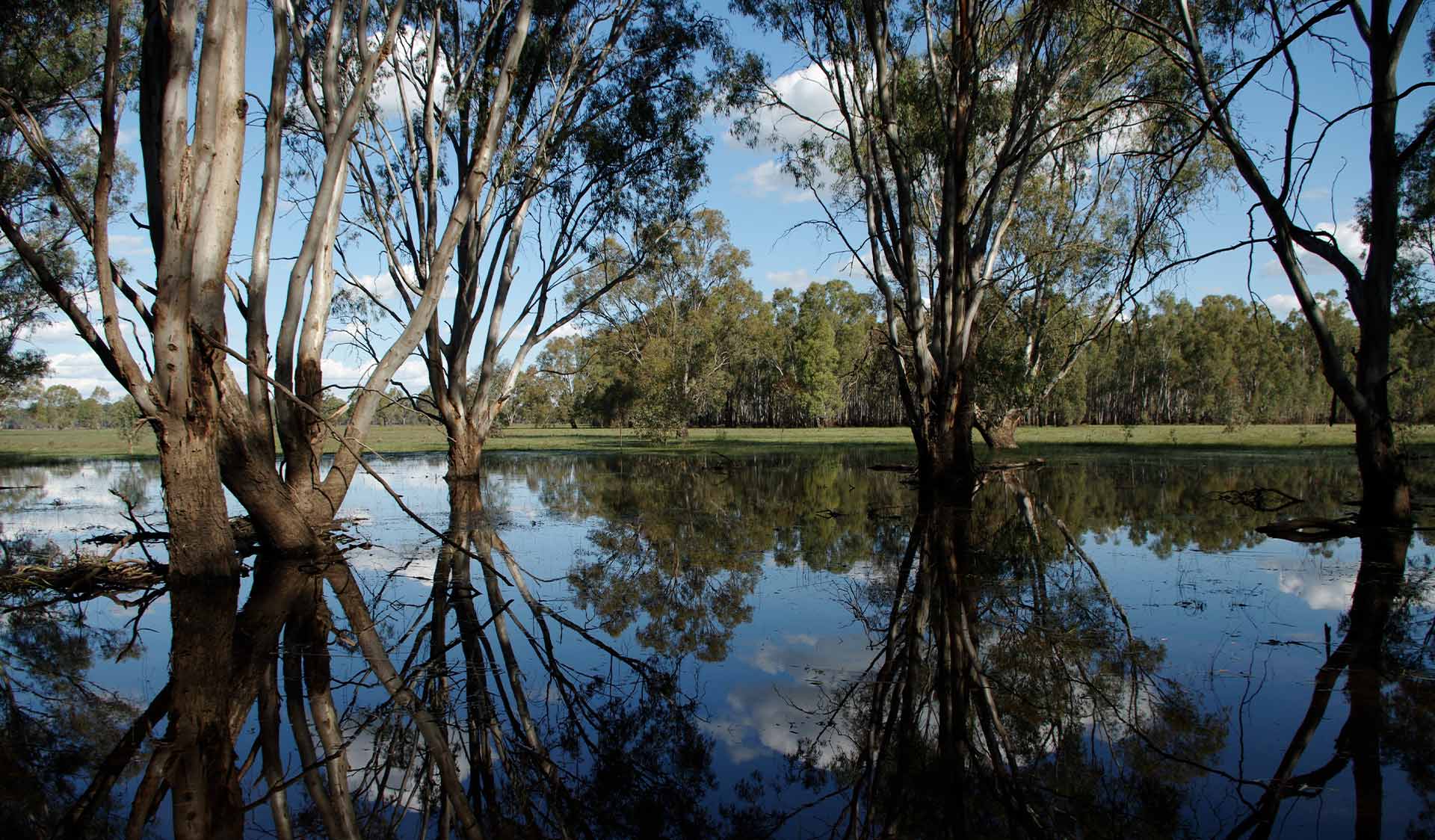 A reflection on the water's surface of river red gums in Barmah National Park