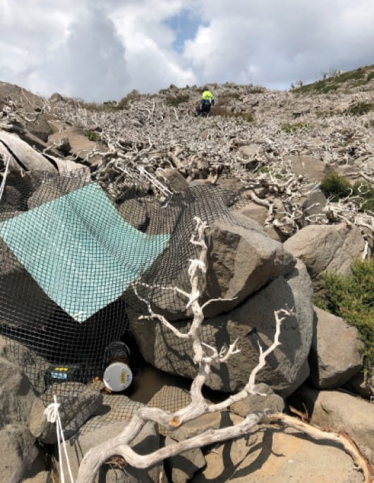 Spindly Mountain Plum pine wraps itself around a boulder-field, with a person surveying the area in the background.