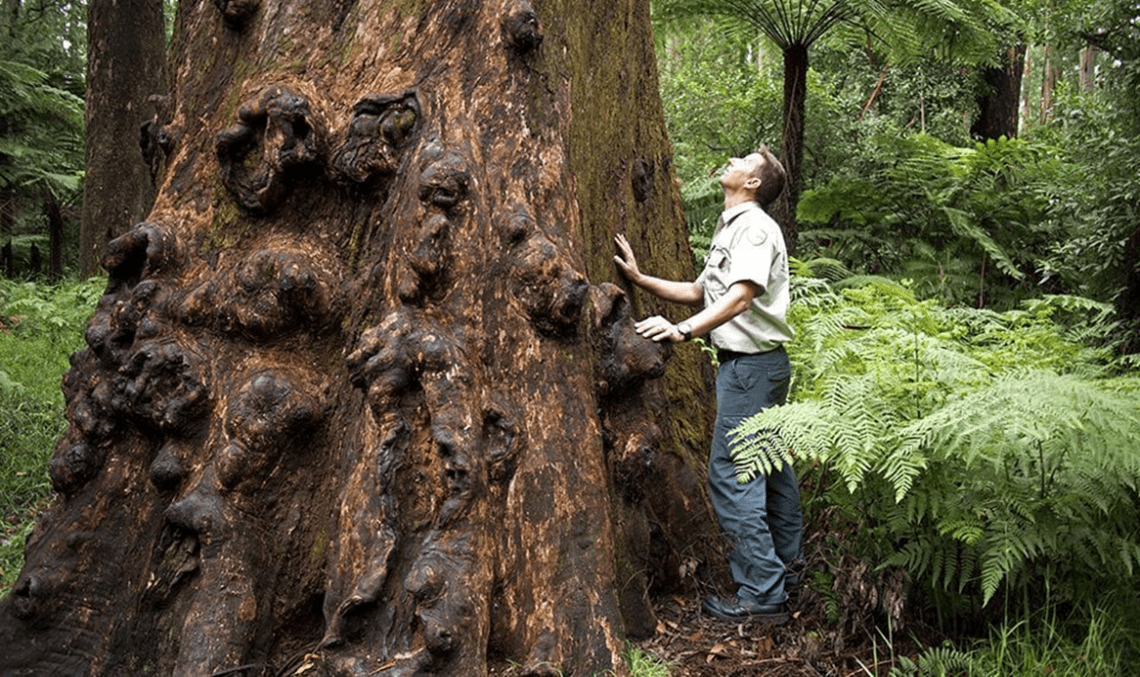 Chief Area Ranger Matt Hoogland inspects the base of one of these trees in the Dandenong Ranges National Park.