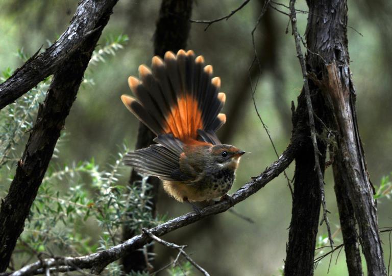 Rufous fantail bird displays