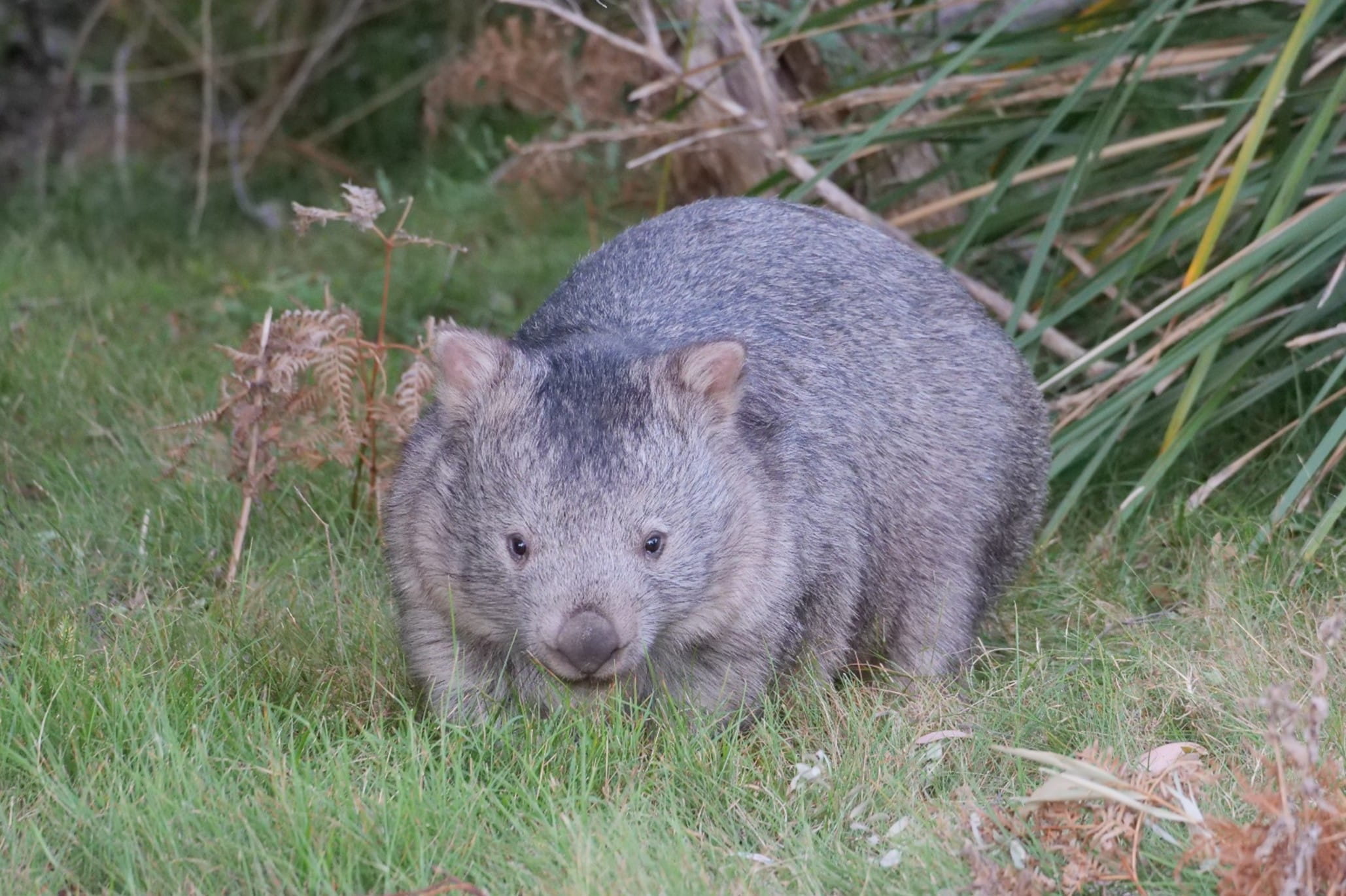 THEYRE SO FLUFFFFFFAAAAAAAYYYY. AN ADORABLE MUNCHKIN OF A WOMBAT MUNCHES ON GRASS!!!