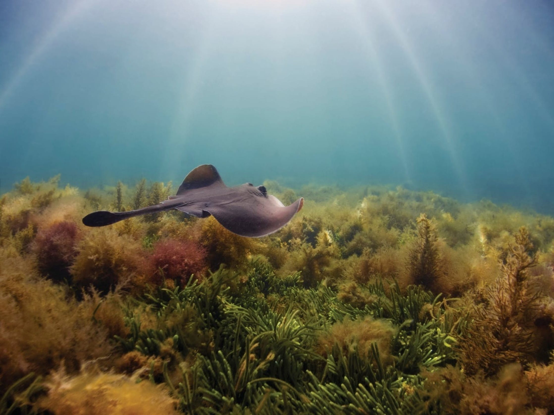 A dark coloured stingray glides over a waterscape with golden kelp.