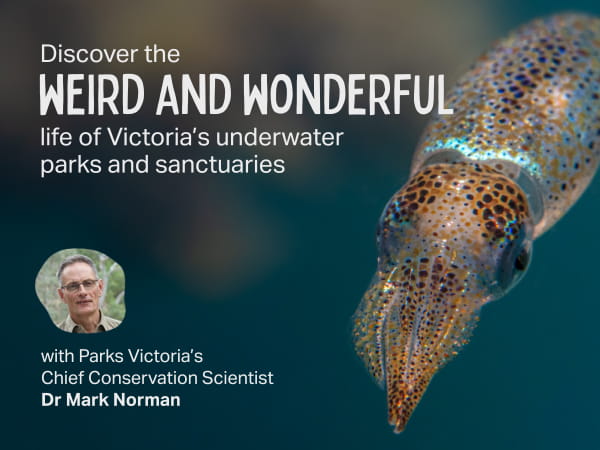 Discover the weird and wonderful life of Victoria's underwater parks and sanctuaries with Dr Mark Norman