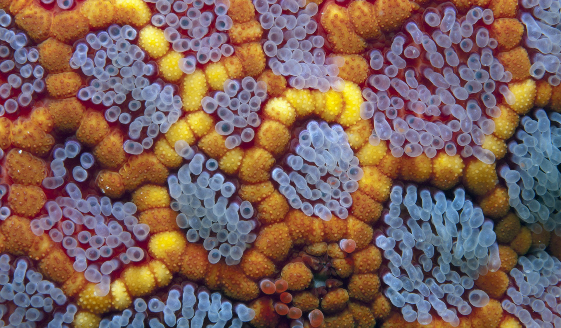 Underwater close up of echinoderm and invertebrates