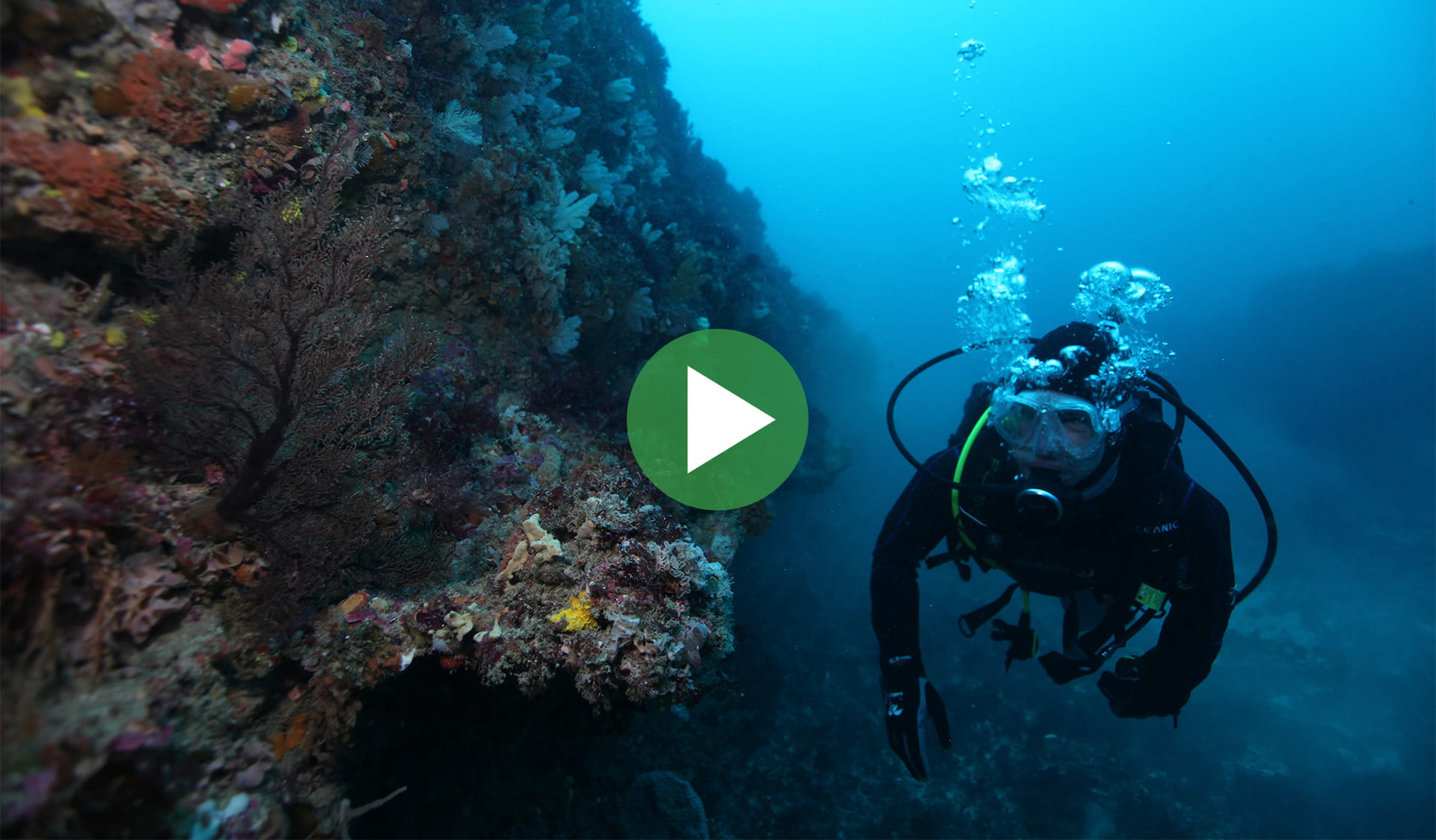 Underwater view of a diver next to a coral reef with video play icon overlay