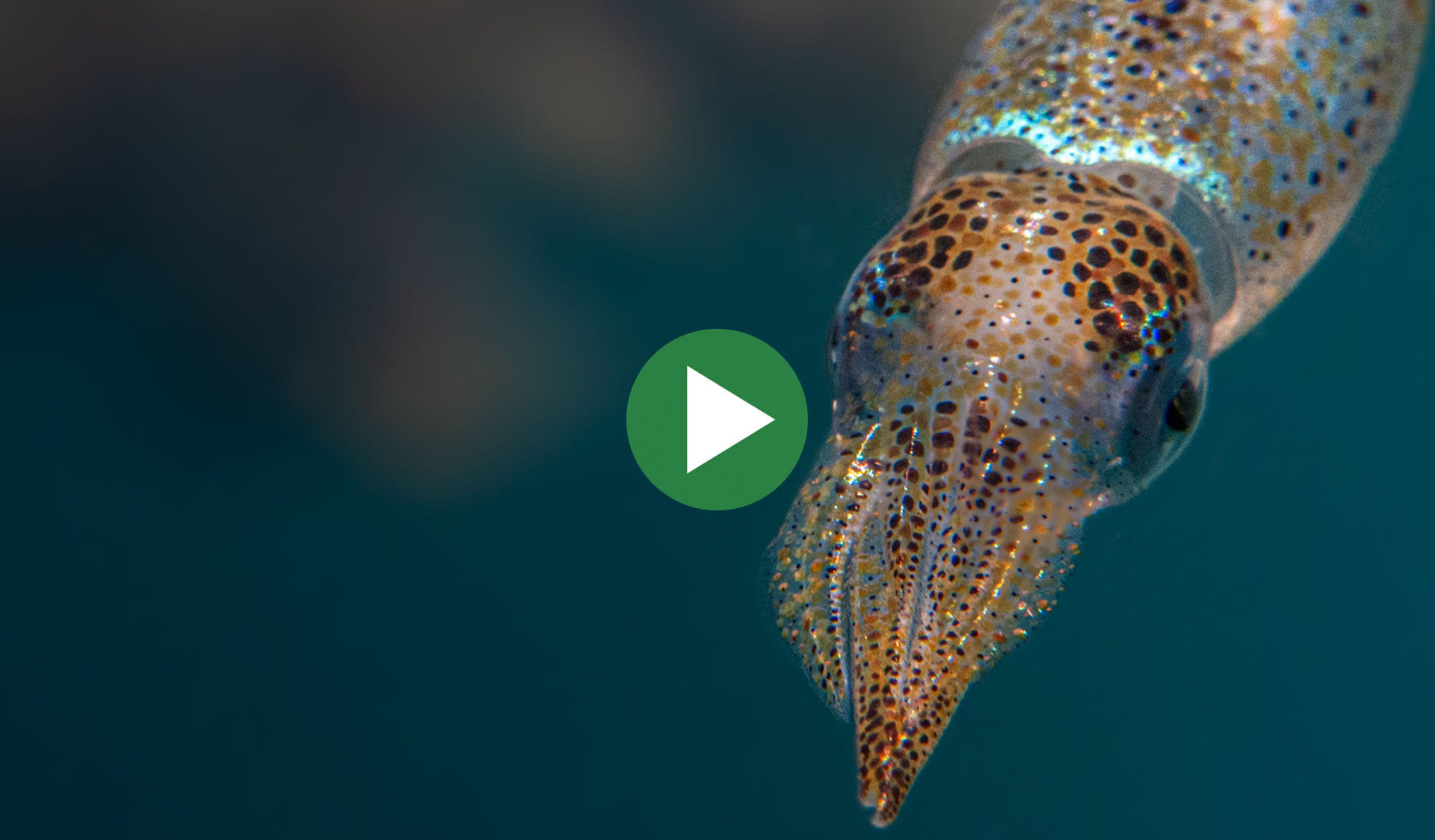 Southern Pygmy Squid with play icon overlay