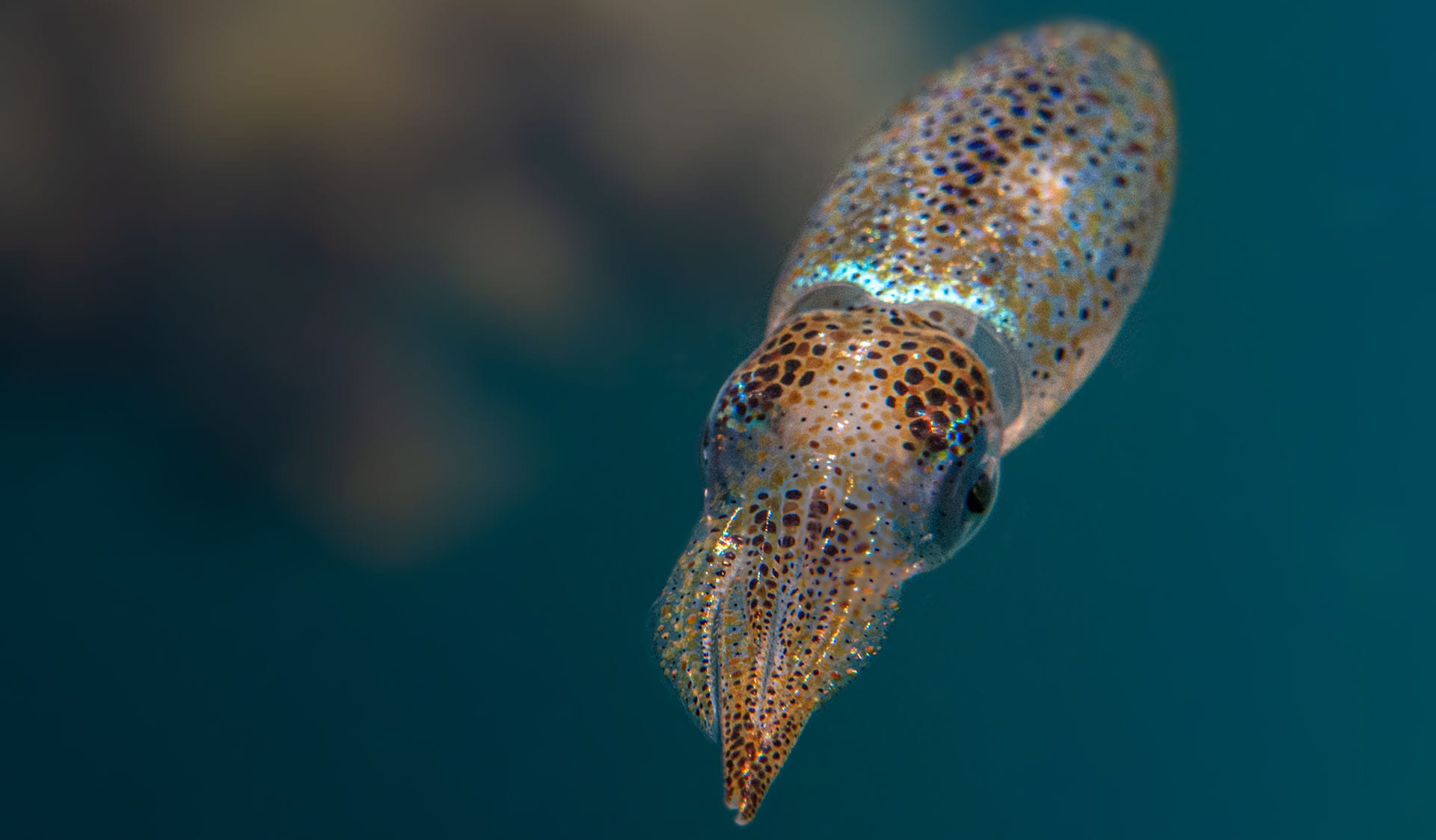Southern Pygmy Squid