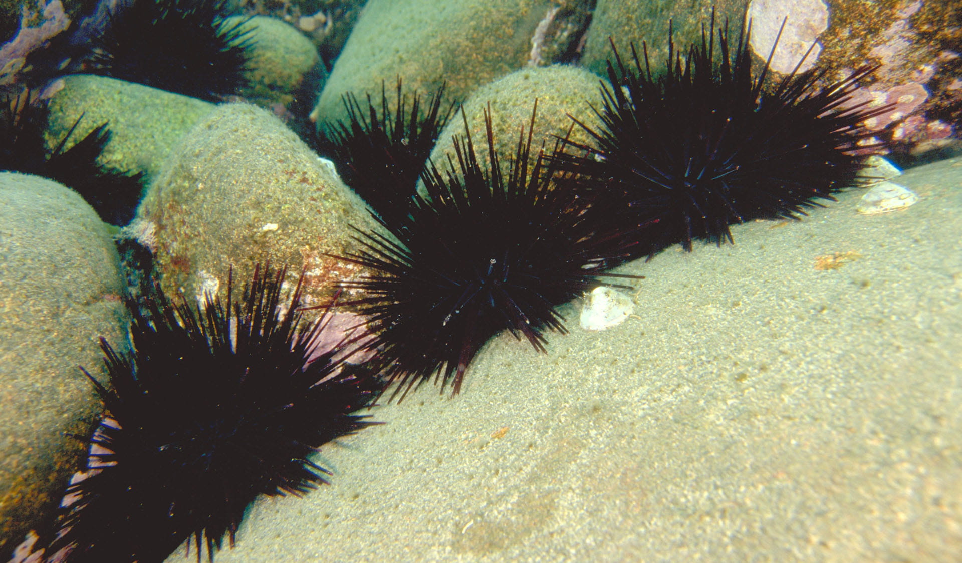 Underwater view of a group of sea urchins on rocks