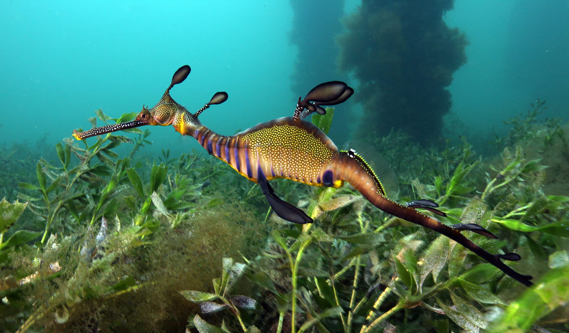 Underwater close up view of a weedy sea dragon swimming above seaweed