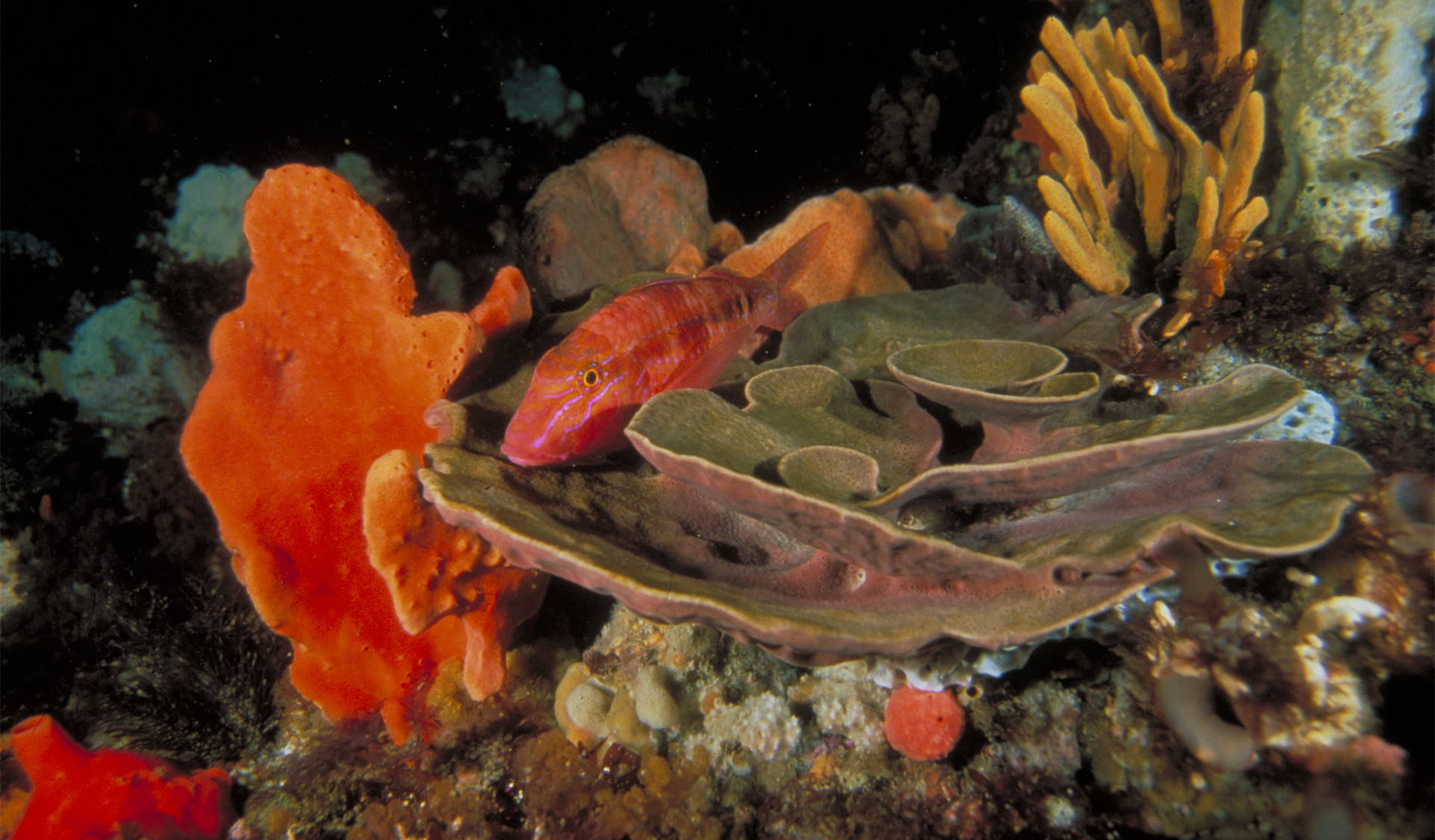 Underwater view of a Butterfly Perch swimming with sponges and coral