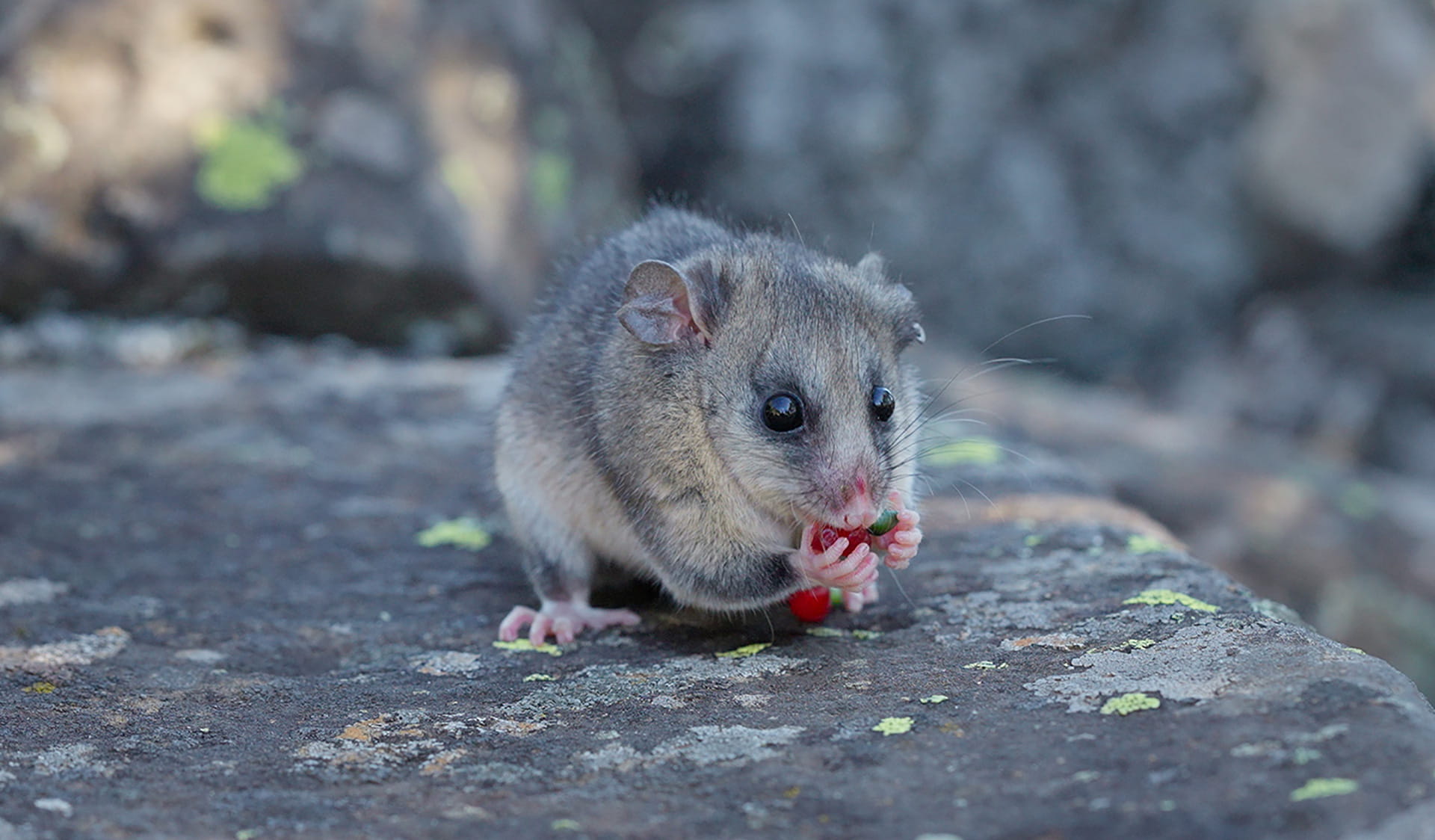 Mountain pygmy possum eating on a boulder.