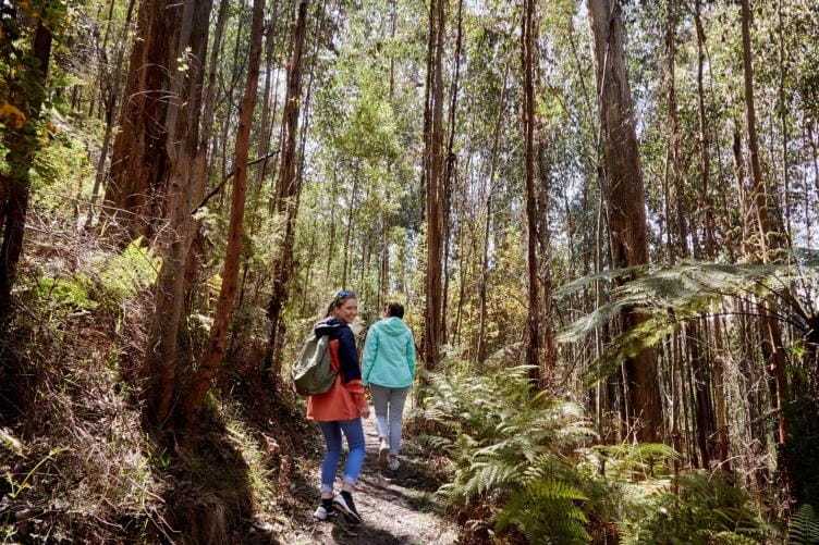 Walk in regenerating forest