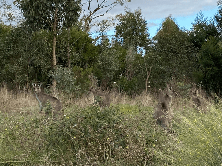 Kangaroos at Plenty Gorge Park