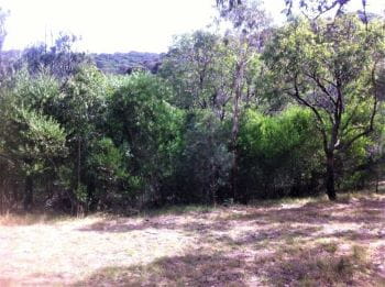 Waterfall Gully before mulching