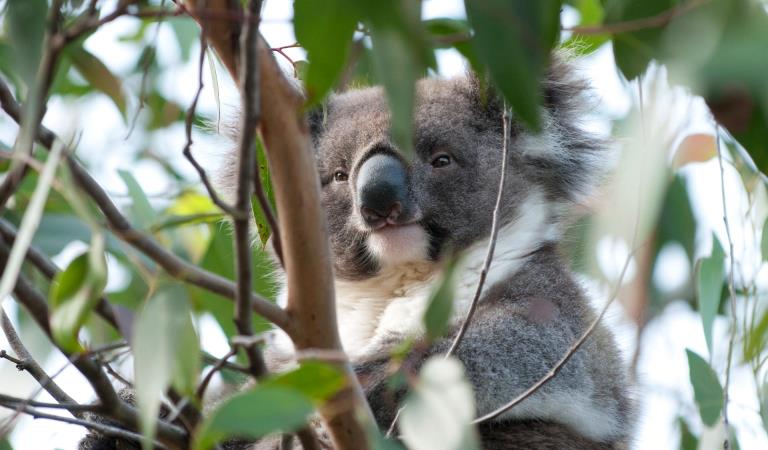 Close up photo of a koala surrounded by gum leaves