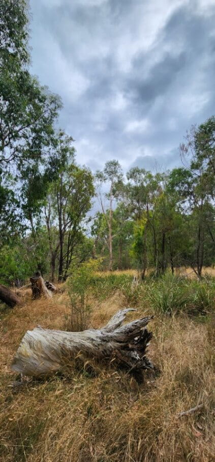 Image shows a field of dried grass with a fallen old tree stump. Green gum trees and a grey sky is in the background.
