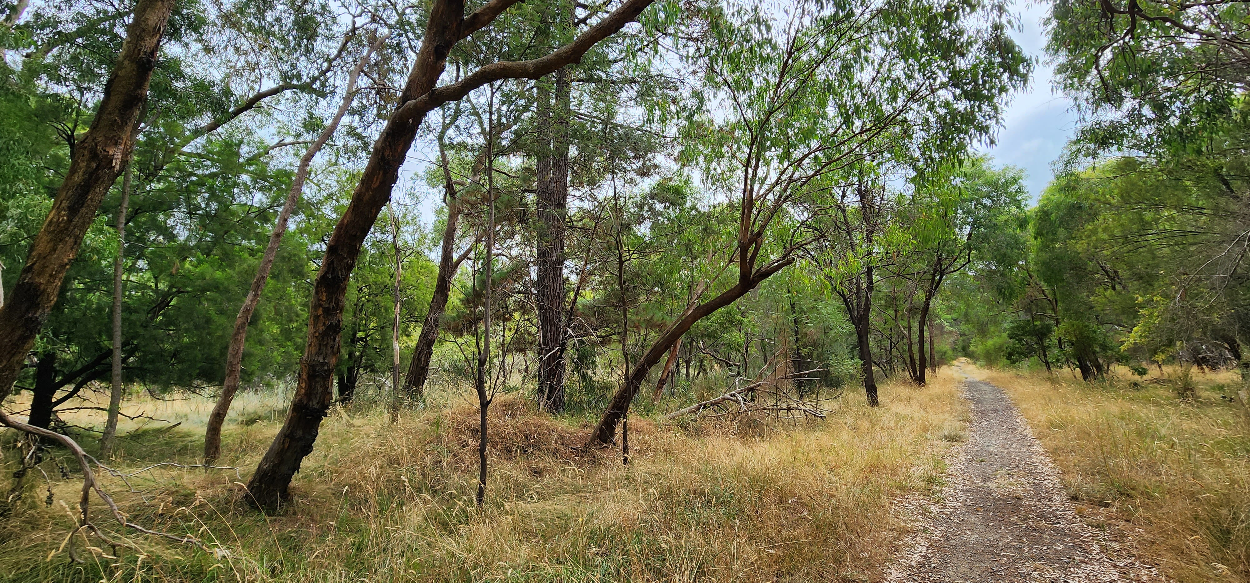 Image shows narrow gravel park surrounded by dried and overgrown grass. Crooked gum trees hang over the path.