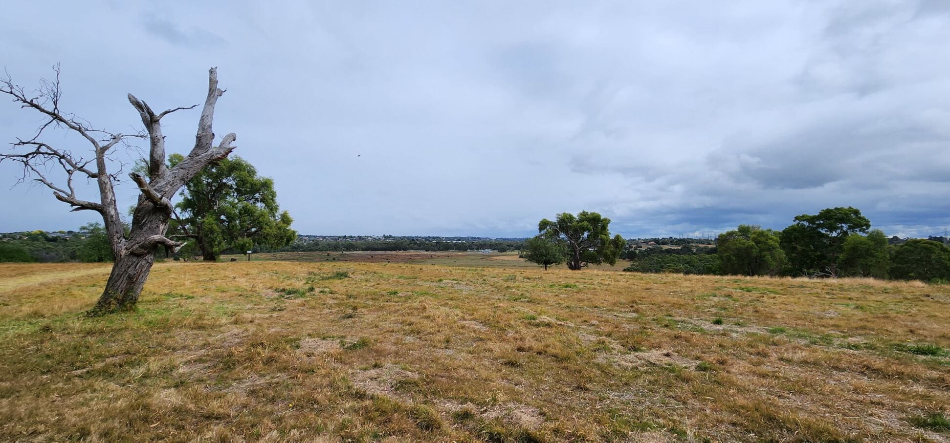 Image shows sweeping view of the reserve and its surrounds. A large leafless tree pokes out of a field of dried grass. A view of houses and power lines can be seen in the difference with a grey sky in the background.