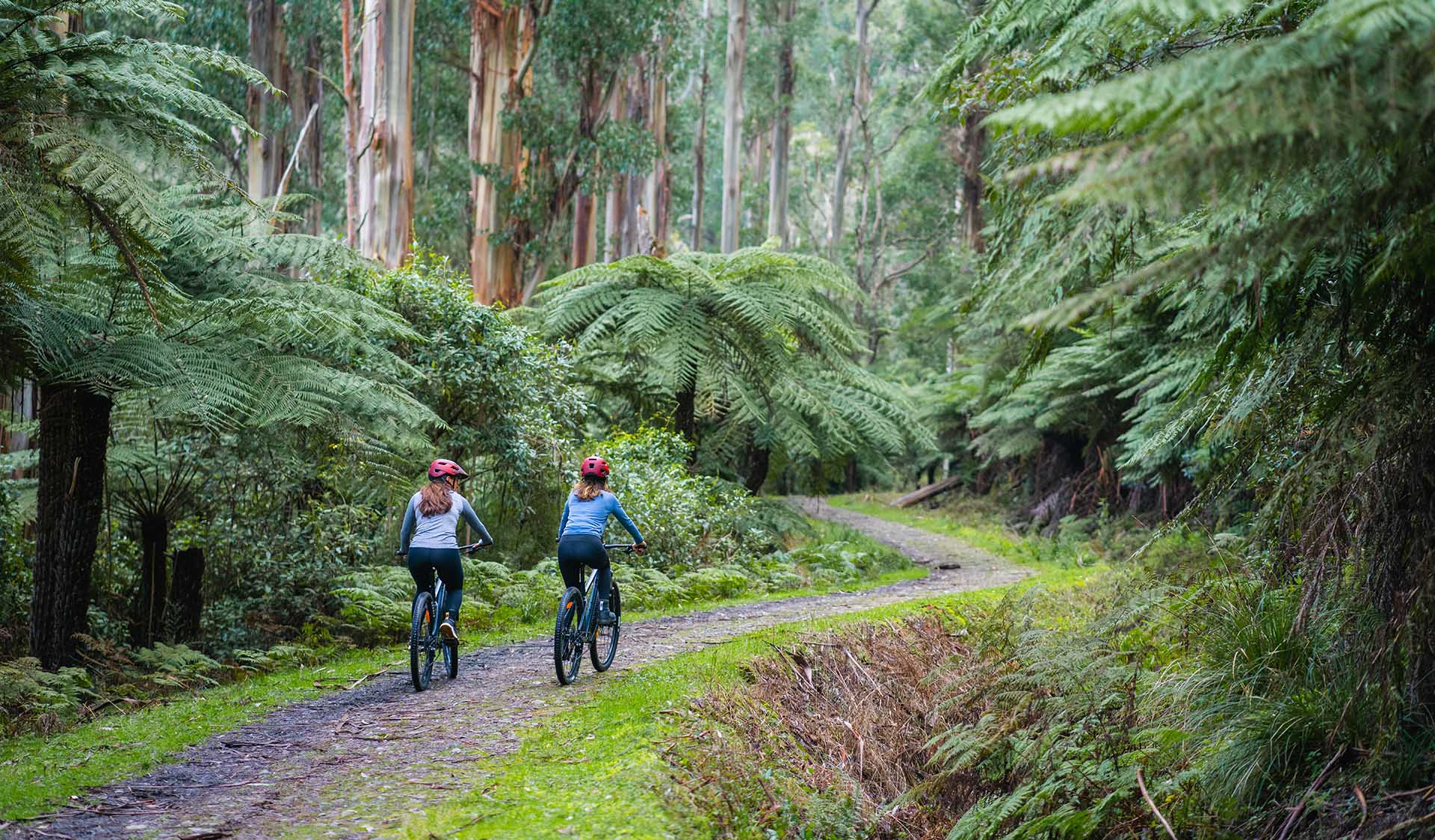 Two cyclists ride along a trail in a lush rainforest.