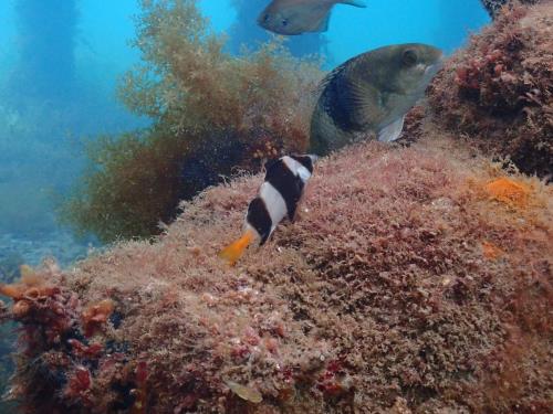 Juvenile Magpie Morwong and Bluethroat Wrasse