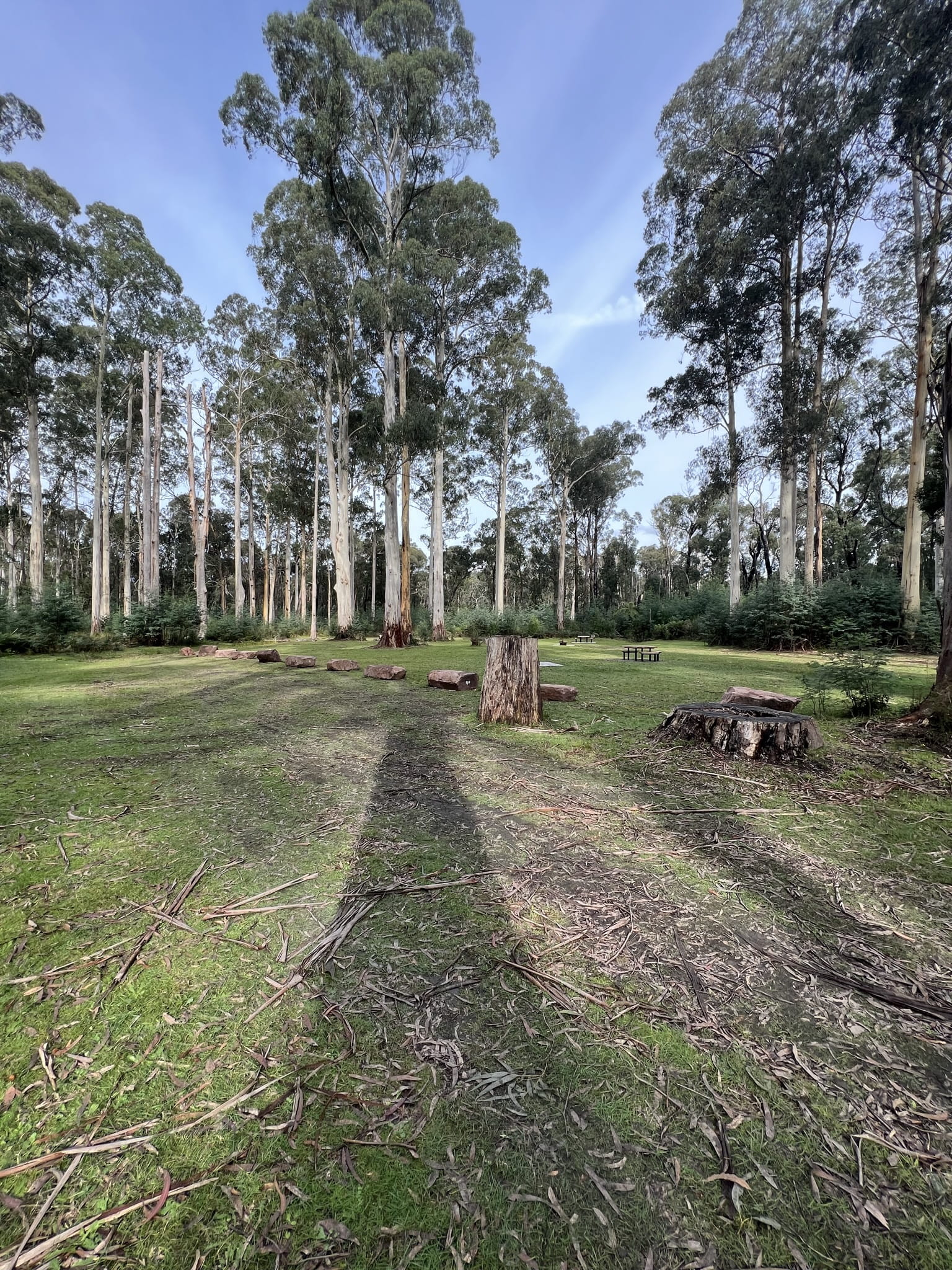 Open grassy clearing surrounded by tall trees