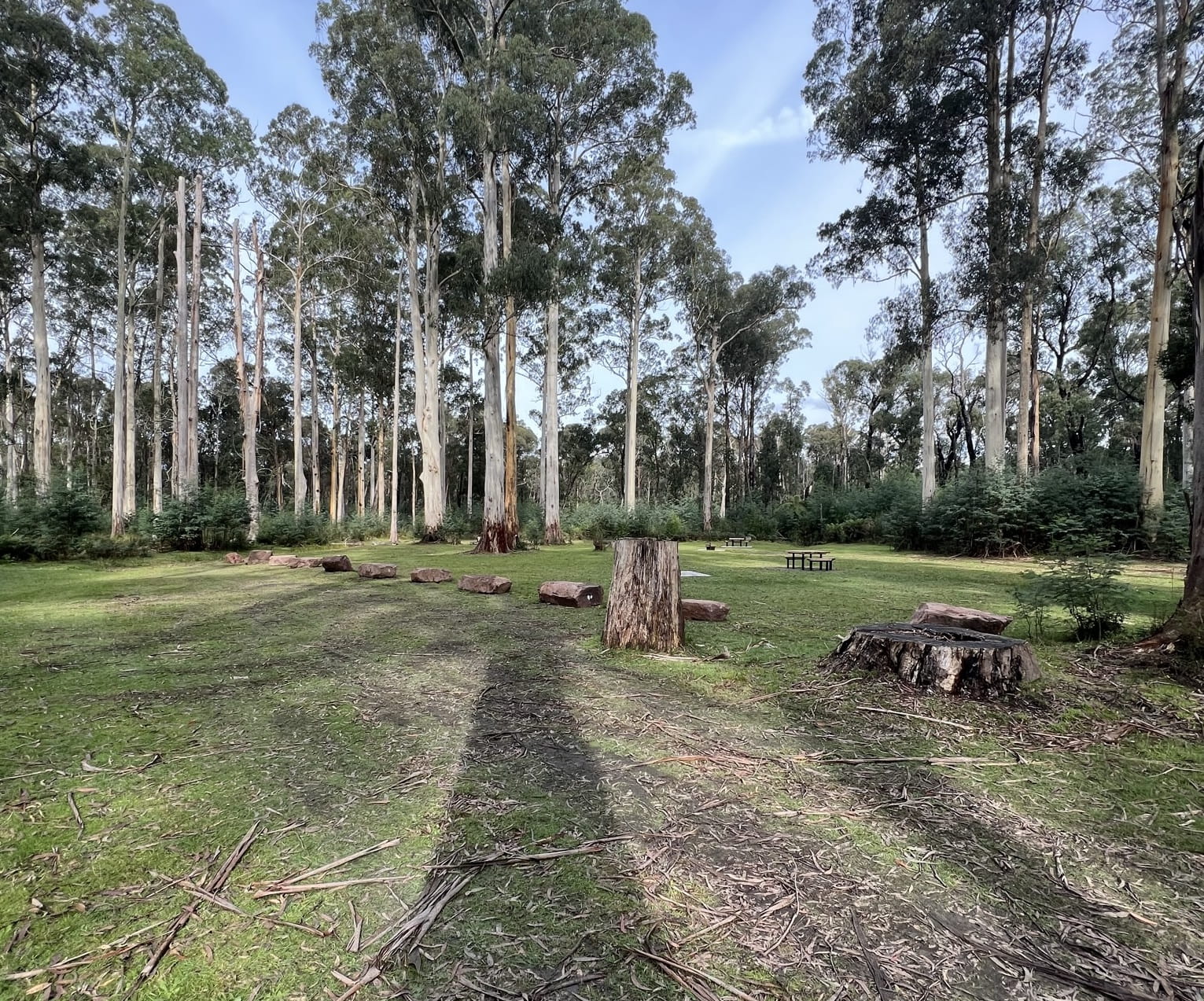 Grassy area surrounded by trees