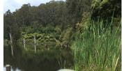 Lake with tall trees in the background