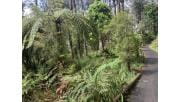 Walking track on gentle hill with lush green forest beside it