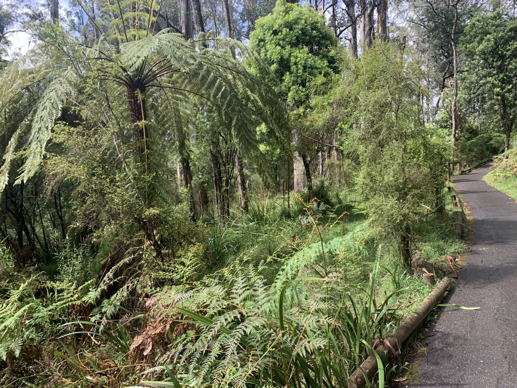 Walking track on gentle hill with lush green forest beside it