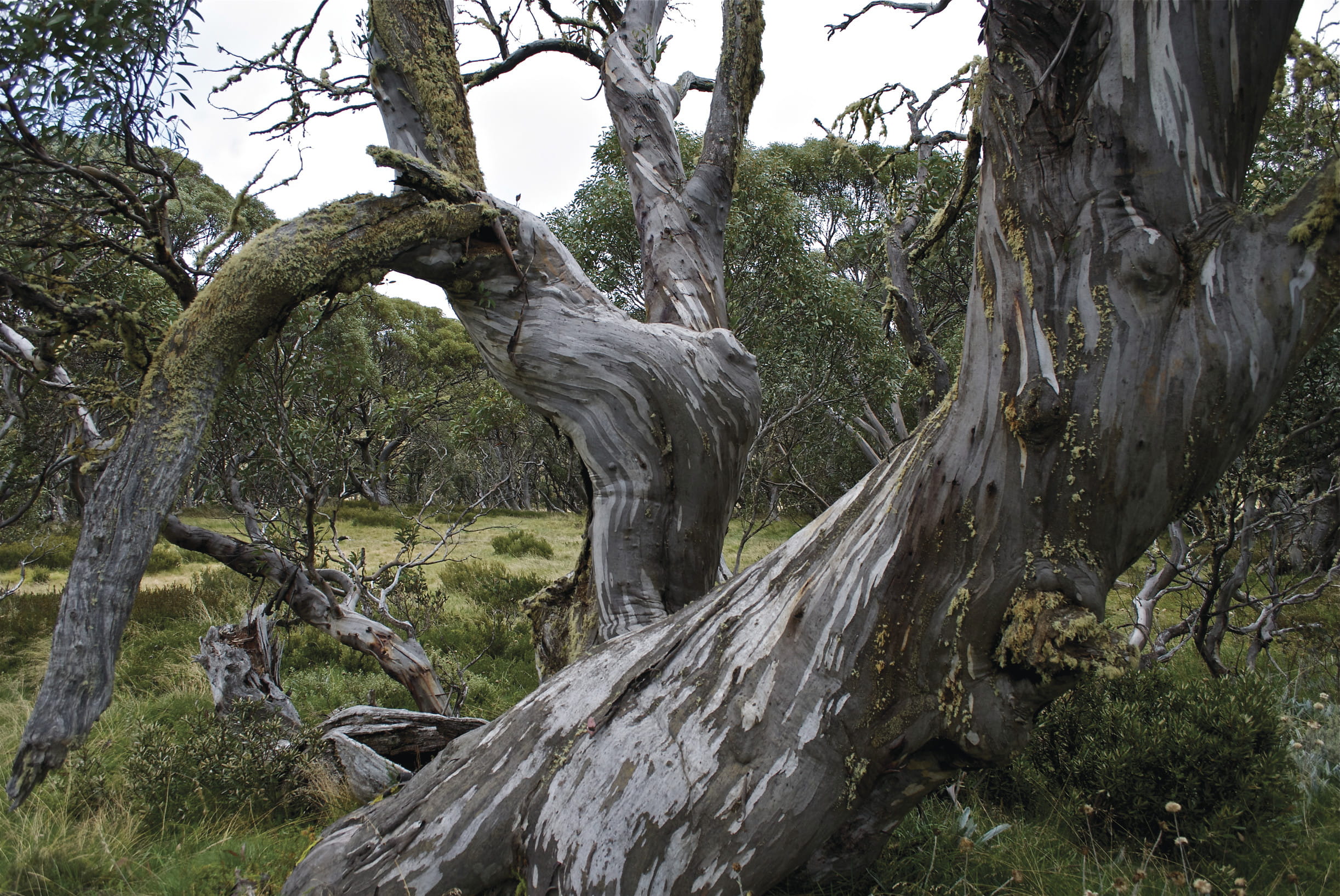 Gnarled snowgum with bush in background