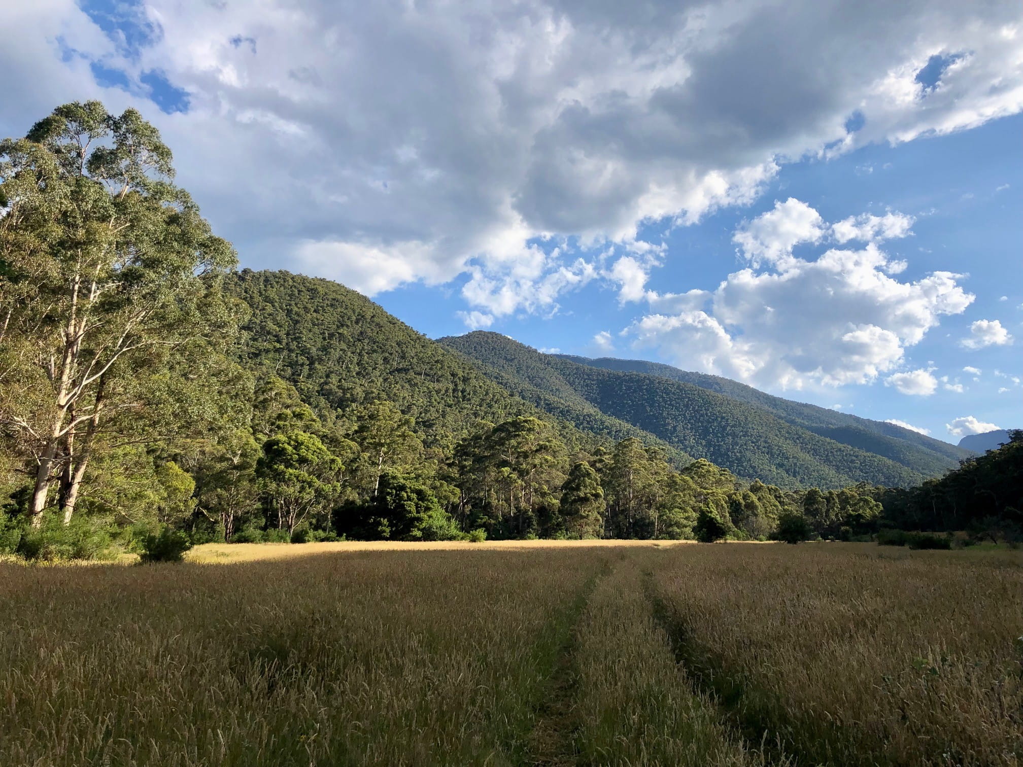 Grassy valley with mountains in background