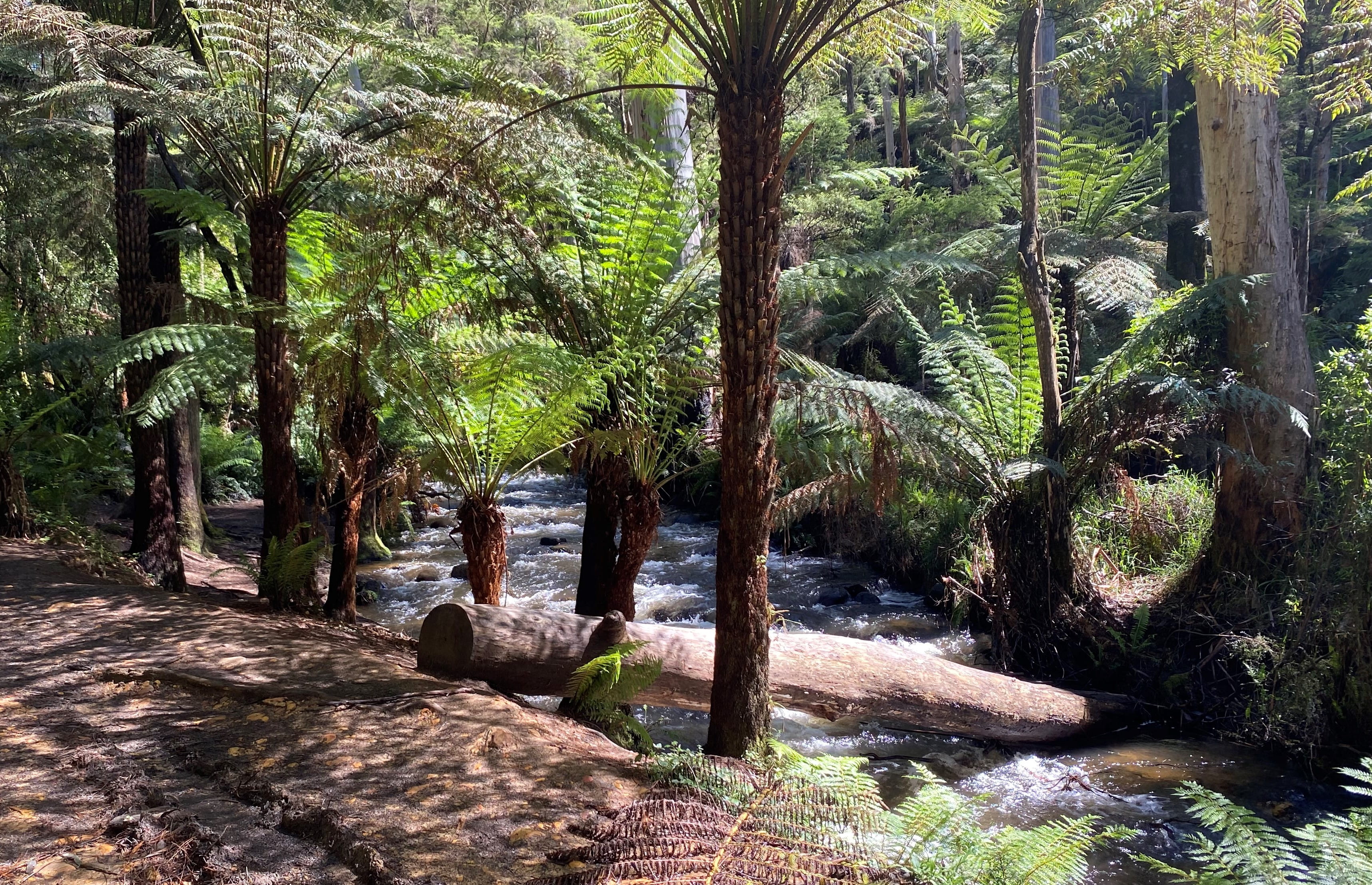 Fern trees along the riverbank at the Redwoods Forest site in East Warburton