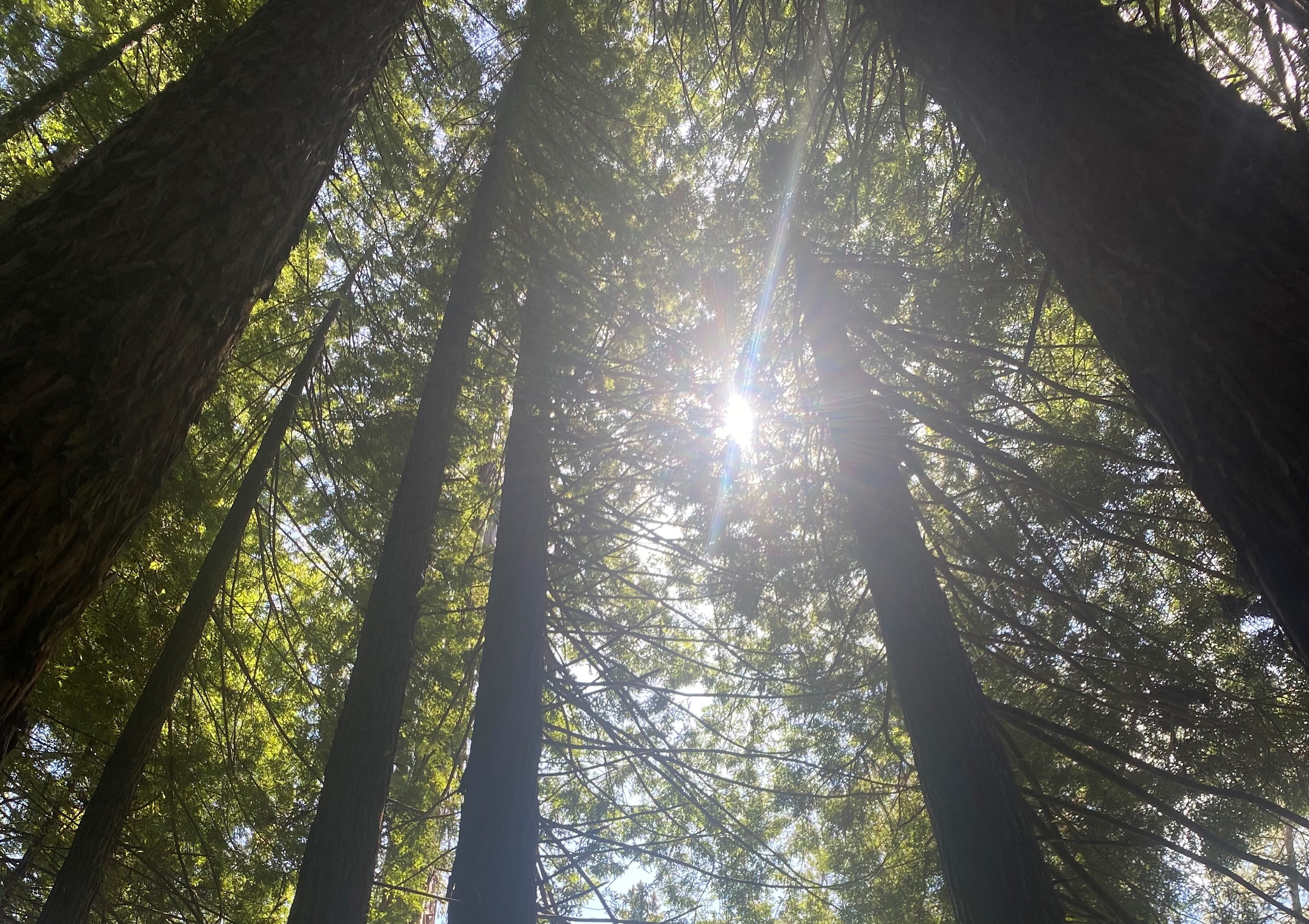 Redwoods trees Statewide projects