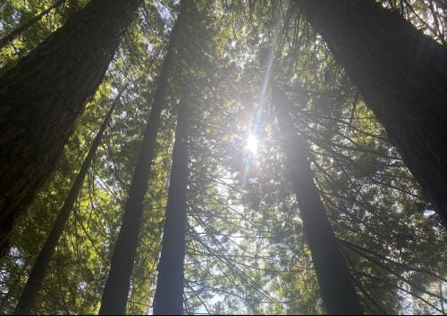A view of the Redwoods Forest in East Warburton