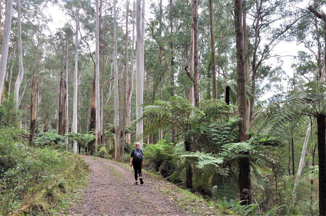 A blonde girl in black clothes walking through a tall forest of Mountain Ash gums and Tree Ferns. To the left of the path, you can see a structure covered in vegetation. This is the edge of the open-channelled aqueduct.
