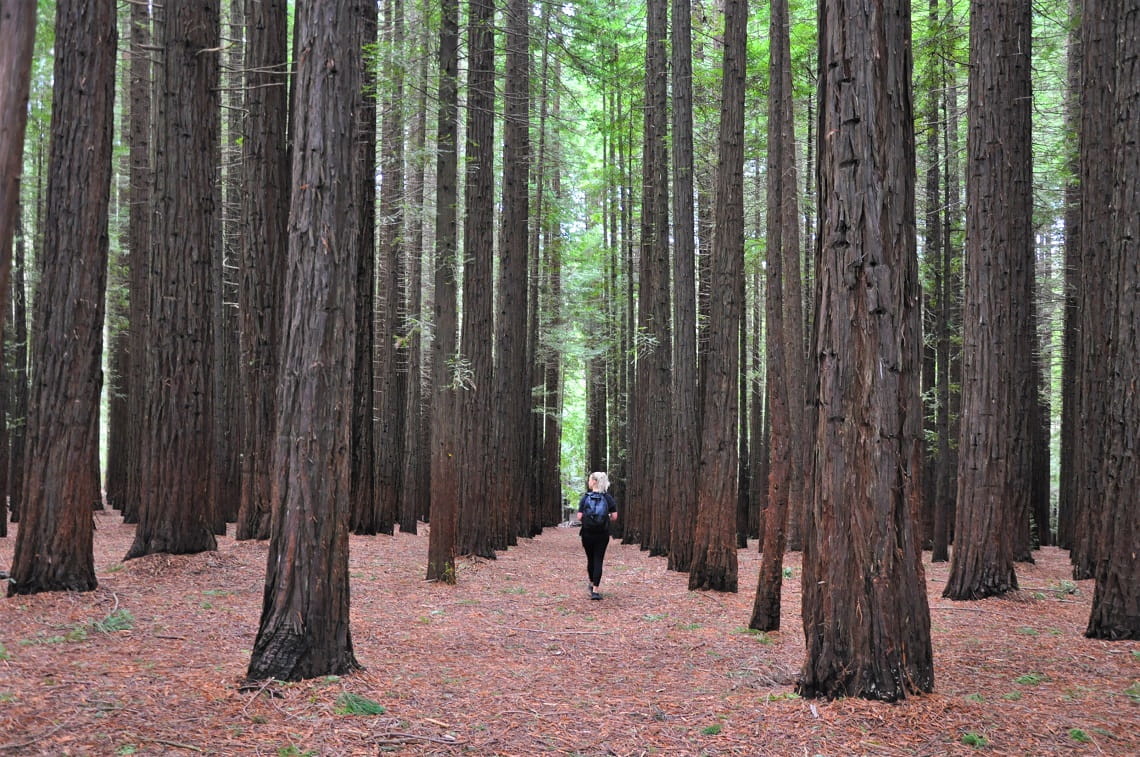 A blonde girl in black clothes walks among a tall forest of Coast Redwood trees. 