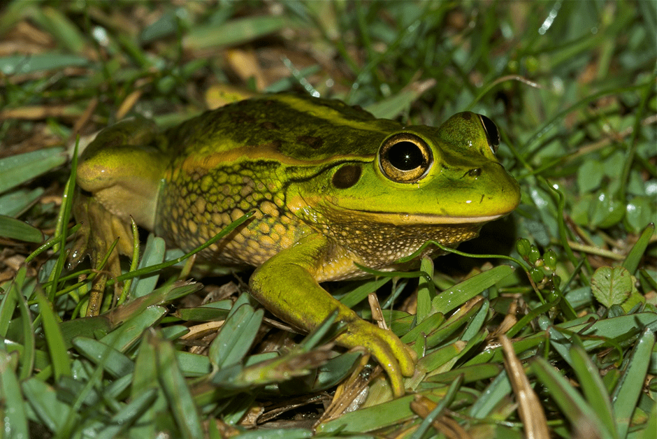 A picture of a growling grass frog