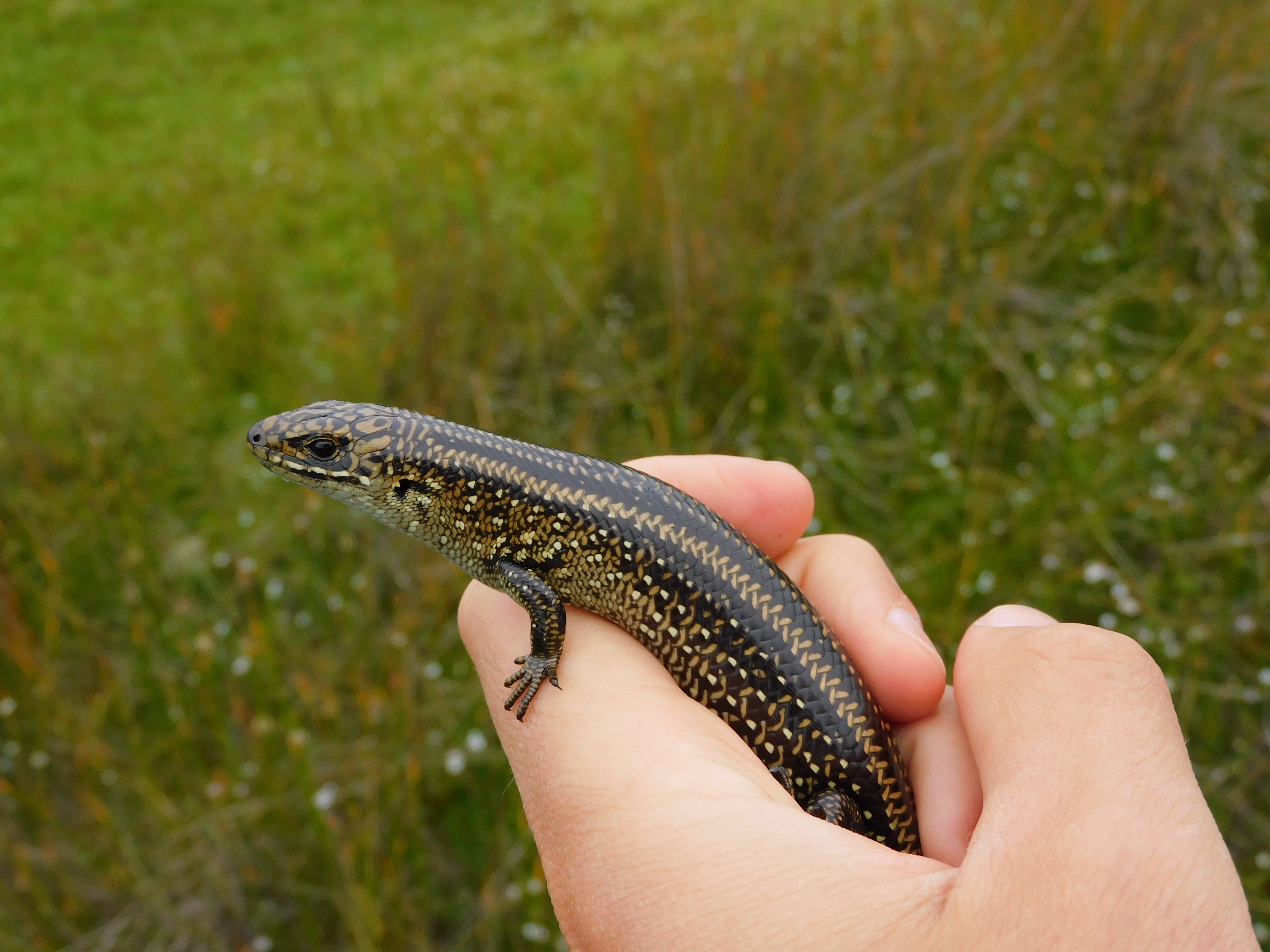 A picture of a swamp skink