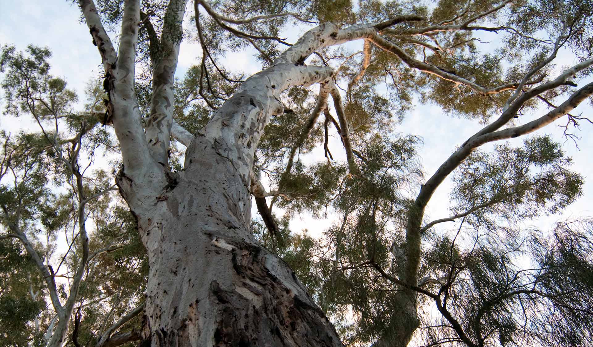 Photo looking up at a gum tree